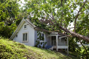 how to deal with a fallen tree in Beaverton, OR