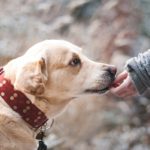 Liability Insurance Coverage for Dog Bite Claims Beaverton, OR